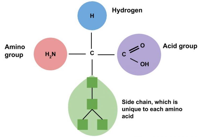 Diagram shows parts of an amino acid: amino group, hydrogen, acid group, and side chain (which is unique to each amino acid) bound to carbon atom.