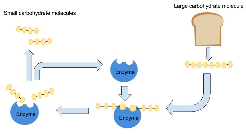 Large carbohydrate molecules (example: bread) are broken down by enzymes into small carbohydrate molecules.