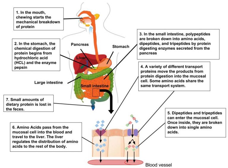 Illustration of digestion and absorption of protein in the human body: (1) In the mouth, chewing starts the mechanical breakdown of protein. (2) In the stomach, the chemical digestion of protein begins with hydrochloric acid (HCL) and the enzyme pepsin. (3) In the small intestine, polypeptides are broken down into amino acids, dipeptides, and tripeptides by protein-digesting enzymes secreted from the pancreas. (4) A variety of different transport proteins move the products from protein digestion into the mucosal cell. Some amino acids share the same transport system. (5) Dipeptides and tripeptides can enter the mucosal cell. Once inside, they are broken down into single amino acids. (6) Amino acids pass from the mucosal cell into the blood and travel to the liver. The liver regulates the distribution of amino acids to the rest of the body. (7) Small amounts of dietary protein are lost in the feces.