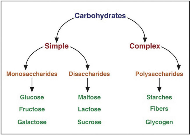 Diagram showing simple carbohydrates: monosaccharides (glucose, fructose, galactose) and disaccharides (maltose, lactose, sucrose). The diagram also shows complex carbohydrates, which are polysaccharides; examples include starches, fibers, and glycogen.