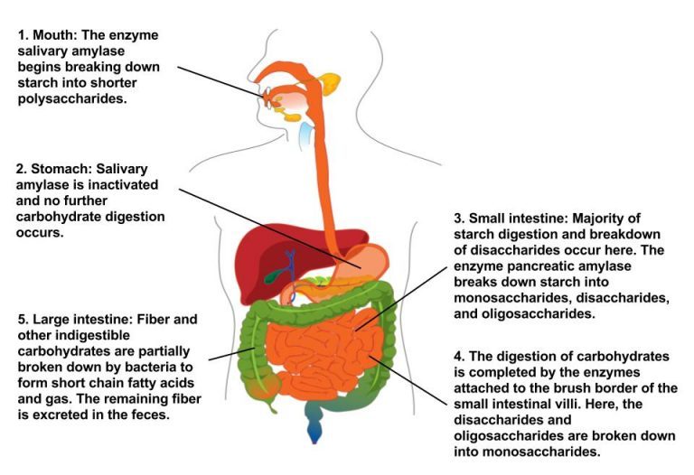 A human figure showing major organs involved in carbohydrate digestion. (1) Mouth: The enzyme salivary amylase begins breaking down starch into shorter polysaccharides. (2) Stomach: Salivary amylase is inactivated and no further carbohydrate digestion occurs. (3) Small intestine: Majority of starch digestion and breakdown of disaccharides occurs here. The enzyme pancreatic amylase breaks down starch into monosaccharides, disaccharides, and oligosaccharides. (4) The digestion of carbohydrates is completed by the enzymes attached to the brush border of the small intestinal villi. Here, the disaccharides and oligosaccharides are broken down into monosaccharides. (5) Large intestine: Fiber and other indigestible carbohydrates are partially broken down by bacteria to form short-chain fatty acids and gas. The remaining fiber is excreted in the feces.