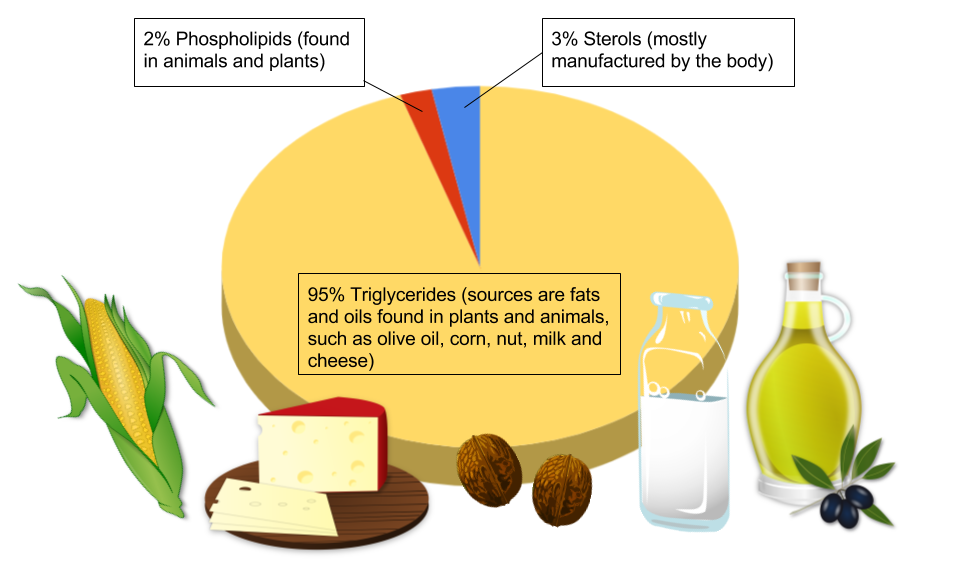 Triglyceride sources are fats and oils found in plants and animals, such as olive oil, corn, nuts, milk, and cheese. Sterols are mostly manufactured by the body. Phospholipids are found in animals and plants.