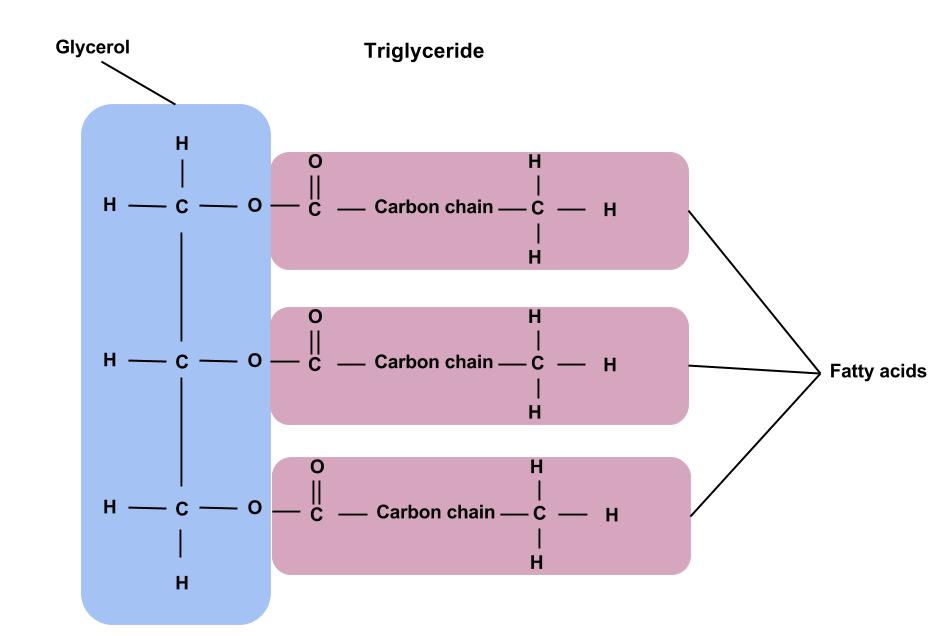 A diagram showing a glycerol molecule being joined by 3 fatty acid chains to form a triglyceride. Carbon chains can be of different lengths.