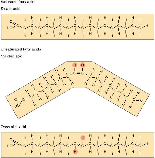 Hydrogenation creates both saturated and trans fatty acids. Trans fatty acids are actually unsaturated fatty acids, but they have the linear shape of saturated fatty acids. (The carbon chains are not bent like naturally occurring unsaturated fats.)