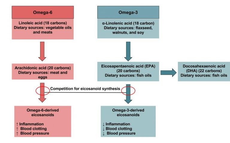 A flow chart of omega-6 and omega-3 essential fatty acids. Omega-6: linoleic acid (18 carbons)—dietary sources: vegetable oils and meats; arachidonic acid (20 carbons)—dietary sources: meat and eggs; omega-6–derived eicosanoids, increased inflammation, blood clotting, blood pressure. Omega-3: α-linolenic acid (18 carbons)—dietary sources: flaxseed, walnuts, and soy; eicosapentaenoic acid (EPA) (20 carbons)—dietary sources: fish oils; docosahexaenoic acid (DHA) (22 carbons)—dietary sources: fish oils; omega-3–derived eicosanoids, reduced inflammation, blood clotting, blood pressure.