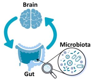 Illustration of a human brain with arrows to and from the gut microbiota, which is our healthy bacteria in our gastrointestinal tract. The arrows demonstrate their interrelationship.