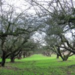 Apple Orchard