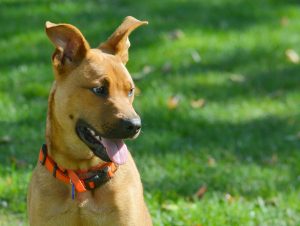 In English, dog. In Tohono O&#039;odham, gogs. In Diné Bizaad ɬééchąą’íí