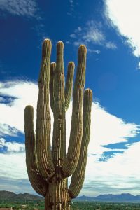 Saguaro Cactus in Arizona