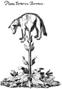 An image of a lamb growing from a leafy stalk in the ground.