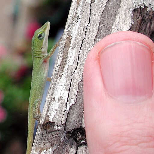 A small green lizard on a branch in comparison to an index finger.