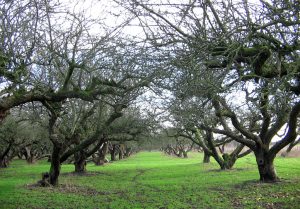 Apple Orchard