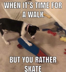 Meme of a dog on a skateboard and the words &quot;When it&#039;s time for a walk but you rather skate&quot;.