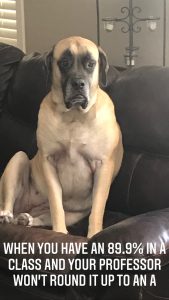 A meme of a large dog sitting on a couch looking dejected with the words &quot;when you have an 89.9% in a class and your professor won&#039;t round it up to an A&quot;.