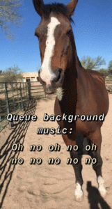 meme of a horse standing in an arena with a piece of cactus in its lip and the words &quot;Queue background music: Oh no oh no oh no no no no no&quot;.