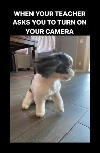 Meme of a small dog in motion turning around quickly and the words &quot;when your teacher asks you to turn on your camera&quot;.