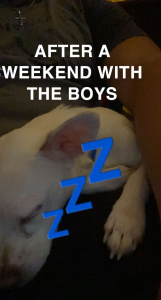 Meme of a little white dog sleeping and a graphic of "ZZZ" cross the screen and the word "After a weekend with the boys".