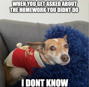 Meme of a small dog in a sweater on a couch with a guilty look on its face and the words "When you get asked about the homework you didn't do - I don't know".