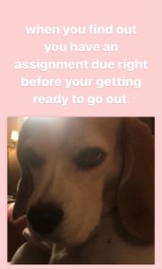 Meme of a Beagle dog&#039;s face looking irritated and the words &quot;when you find out you have an assignment due right before your getting ready to go out&quot;.