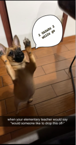 Meme of a small dog on its hind legs and front paws in the air and a graphic of a speech bubble with the words "I thinks I wills go" and the meme caption reads "when you elementary school teacher would say 'would someone like to drop this off'".