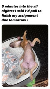 Meme of a dog on its back, splayed out on its dog bed and the words &quot;5 minutes into the all nighter I said I&#039;d pull to finish my assignment due tomorrow&quot;.