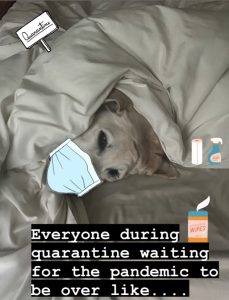 Meme of a dog under the covers poking his head out with graphics of medical supplies around him, such as a surgical mask on its face, anti-bacterial wipes and spray on the bed, and the words "Everyone during quarantine waiting for the pandemic to be over like..."