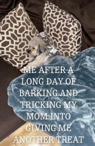 Meme of a dog snuggled in a bed with propped pillows and the words "me after a long day of barking and tricking my mom into giving me another treat".