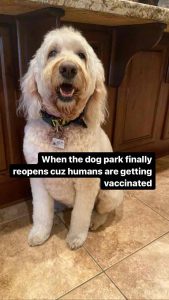 Meme of a happy-looking dog sitting in a kitchen with the words &quot;When the dog park finally opens cuz humans are getting vaccinated&quot;.