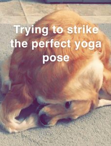 A meme depicting a Golden Retriever all twisted up on itself, sitting on its own head, with the words "Trying to strike the perfect yoga pose".