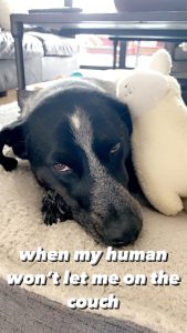 Meme of a dog laying down with a cuddle toy and the words "when my human won't let me on the couch".