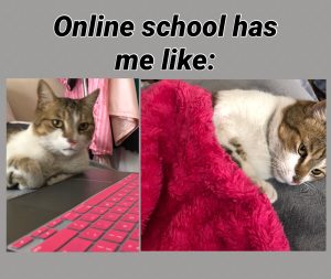 Meme of a split image, the left side showing a cat next to a laptop and the words "Online school has me like:" and the right side shows the cat under the covers, laying down.