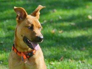 In English, dog. In Tohono O'odham, gogs. In Diné Bizaad ɬééchąą’íí