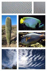 Figure 10.1. Photo of stripe patterns innature: sand ripples, saguaro ribs, colorful bands on fish coats, roll structures in clouds.