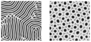 Figure 10.2. Numerical simulations (with periodic boundary conditions) of the complex Swift-Hohenberg equation showing stripe and hexagon patterns.