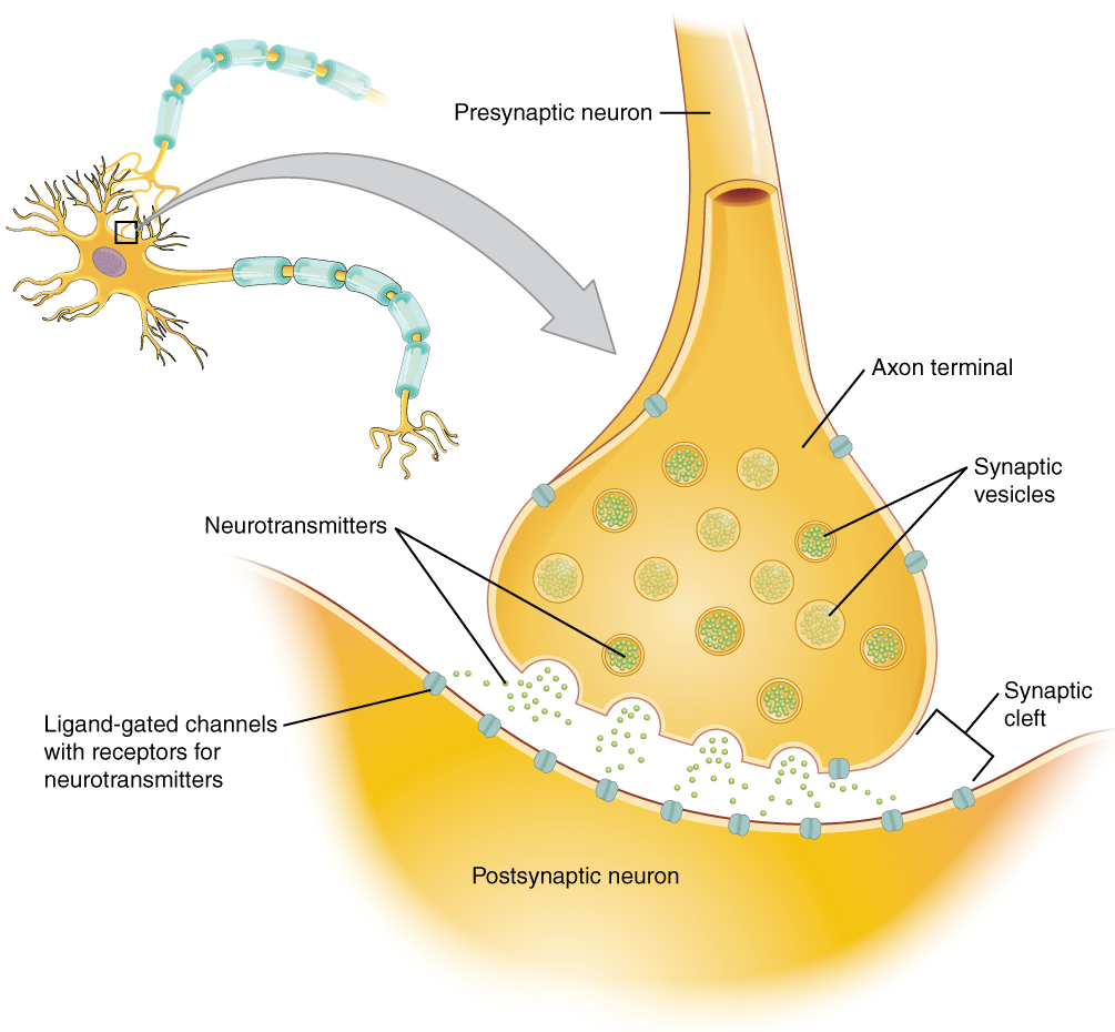 ”1225_Chemical_Synapse.jpg” by Young, KA., Wise, JA., DeSaix, P., Kruse, DH., Poe, B., Johnson, E., Johnson, JE., Korol, O., Betts, JG., & Womble, M. is licensed under CC BY 4.0. Illustration showing Neurotransmitters at the Synapse Level, with textual labels