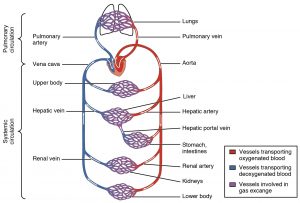 In red oxygenated blood, in blue deoxygenated blood, traveling through variously named veins to major organs. In purple, vessels involved in gas exchange.