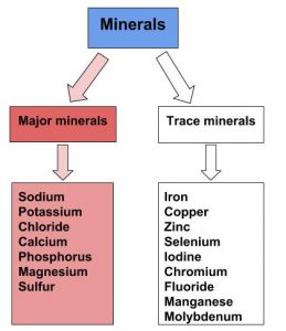 List of major minerals (Sodium, Potassium, Chloride, Calcium, Phosphorous, Magnesium, Sulfur) and trace minerals (Iron, Copper, Zinc, Selenium, Iodine, Chromium, Fluoride, Manganese, Molybdenum)